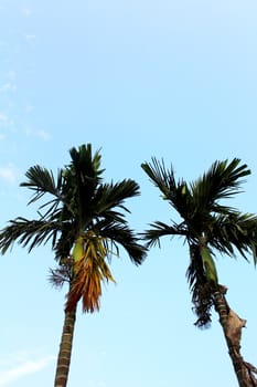 palm tree in rural Vietnam