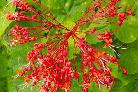 Red flowers on green background