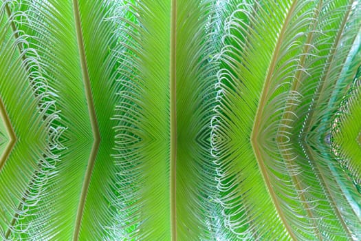 tropical fern plant with new red leaves 