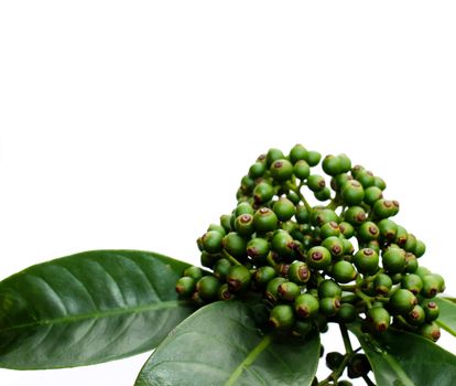 fresh green fruit isolated on a white background