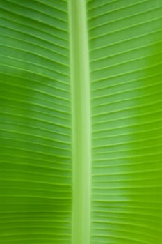 Banana leaves