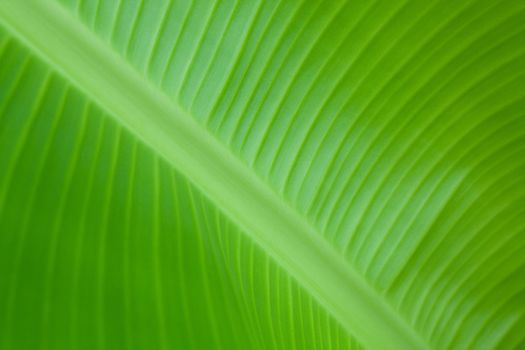 Banana leaves