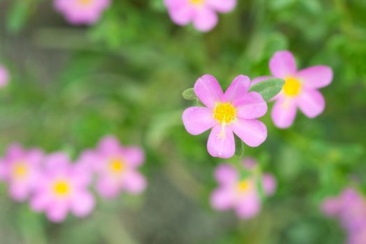 Portulaca Flowers