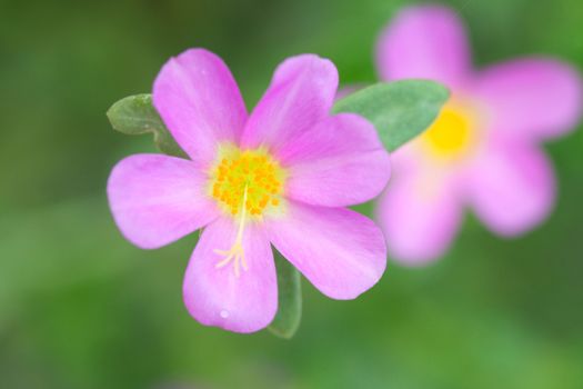 Portulaca Flowers