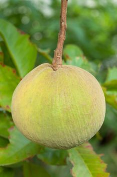 Fresh santol fruit on tree