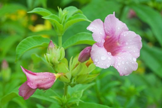 Allamanda Flower