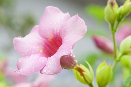 Allamanda Flower
