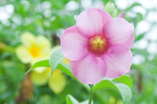 Allamanda Flower