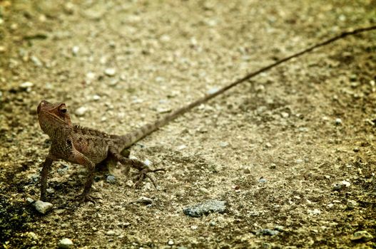 Lizard on Ocean Coast background