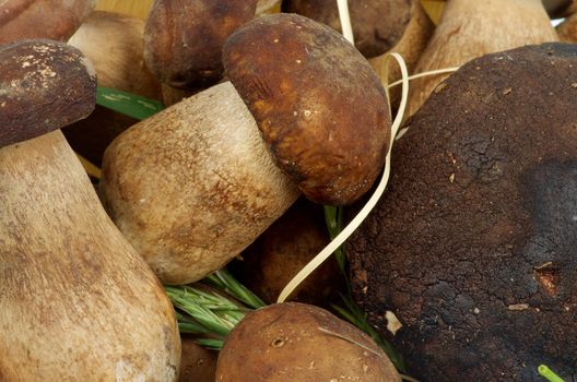 Background of Perfect Raw Porcini Mushrooms  closeup