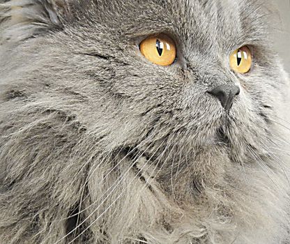 Photo portrait, close-up on cat whiskers and eyes