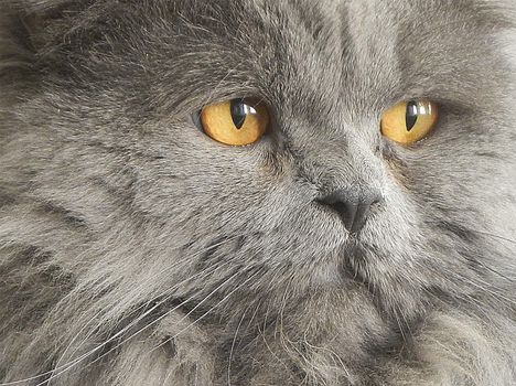 Photo portrait, close-up on cat whiskers and eyes