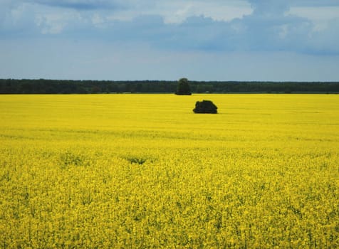 Photo beautiful landscape - a field, sky, forest and blooming rape