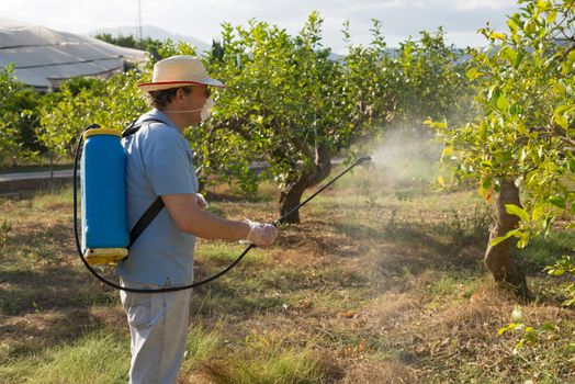 Lemon plantation being sprayed with pesticide by worker