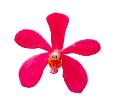 Blossom red vanda orchids on the isolated background.