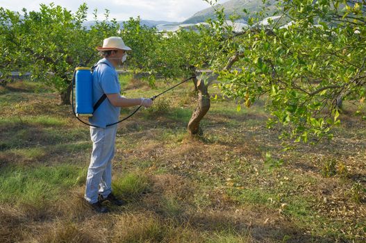 Agricultural worker spraying a citrus plantation with pesticide