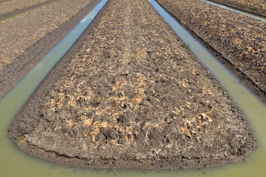 Dry vegetable plot after harvest. Need to cultivate before new growing.