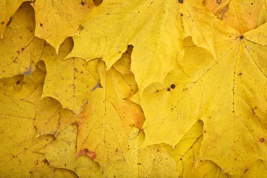 Background of dry dirty yellow autumn leaves a close up