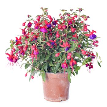 Fuchsia flowers in front of white background