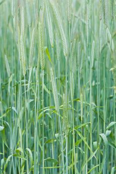 green wheat