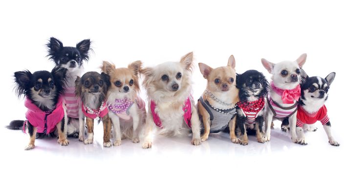 group of chihuahua dressed in front of white background