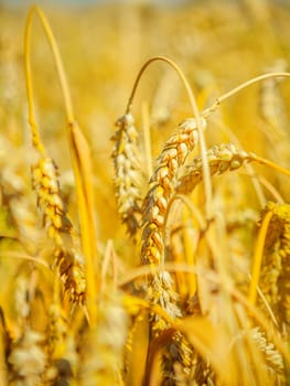 plants of ripe wheat