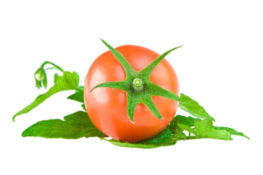 tomato on a leaf of tomato