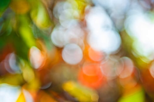 autumn bokeh