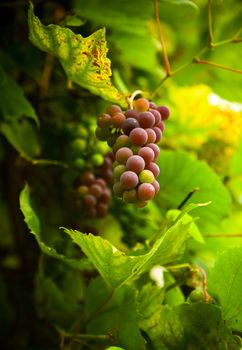 autumn grape