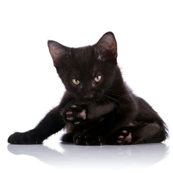 Black small kitten. Kitten on a white background. Small predator.