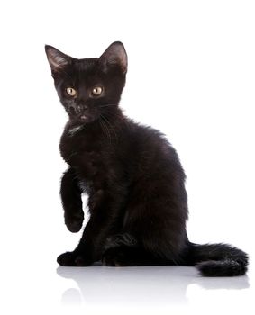 Black small kitten. Kitten on a white background. Small predator.