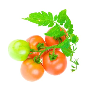 composition of tomato isolated
