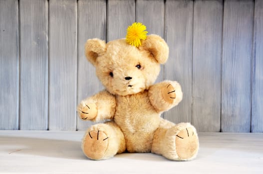 Old teddy bear from the 1960's sitting on a shabby chic shelf.