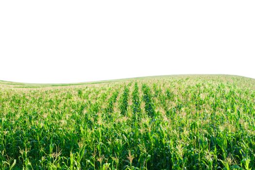 corn field with Hill