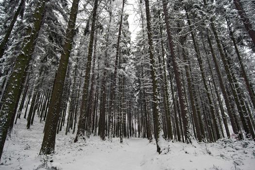 Image of the winter coniferous forest