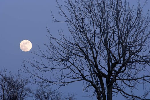 Abstract image of the moon and bare tree