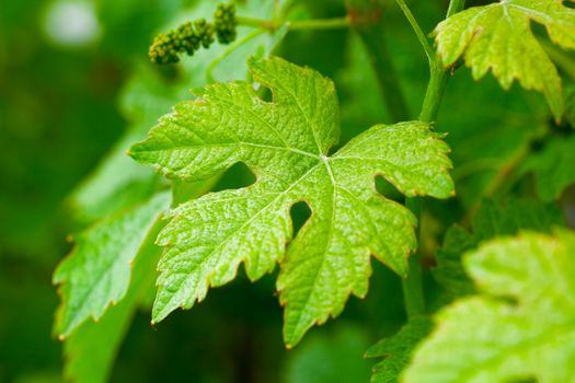 green vine leaf