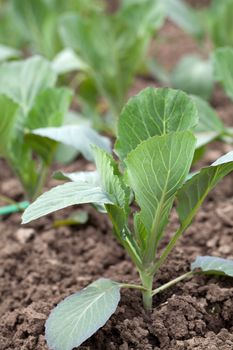 Closeup of a row of cabbage seedlings on the ground