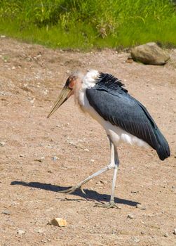 Marabou Stork (Leptoptilos crumeniferus)