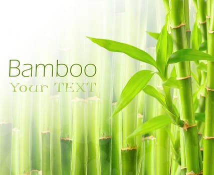Bamboo background with copy space