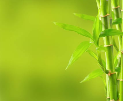 Bamboo background with copy space