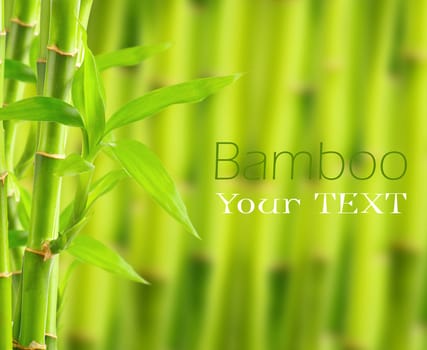 Bamboo background with copy space