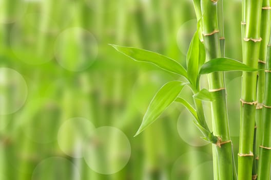 bamboo