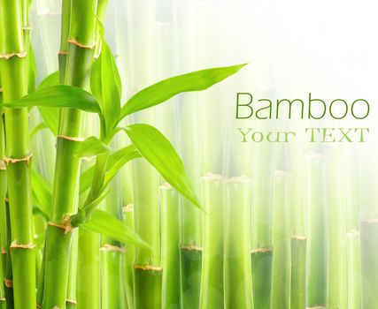 Bamboo background with copy space