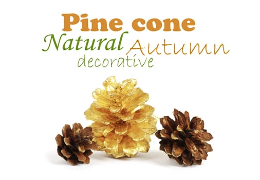 two pine cones and one golden cone over white background with shadow