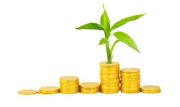 gold coins and plant isolated on white
