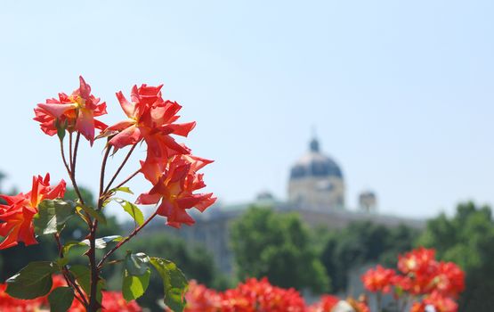 Roses bloom in the Volksgarten with the Natural History Museum in Vienna in the background