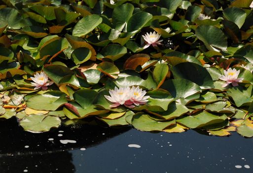 Pale pink water lilies floating on a pond in the Volksgarten, Vienna