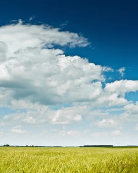 field and sky