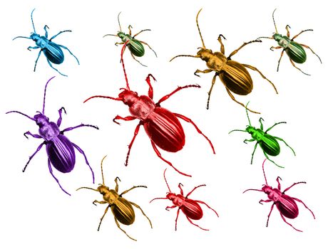 Macro picture of colored beetles on a white background